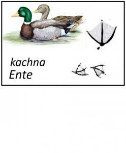 kachna.png